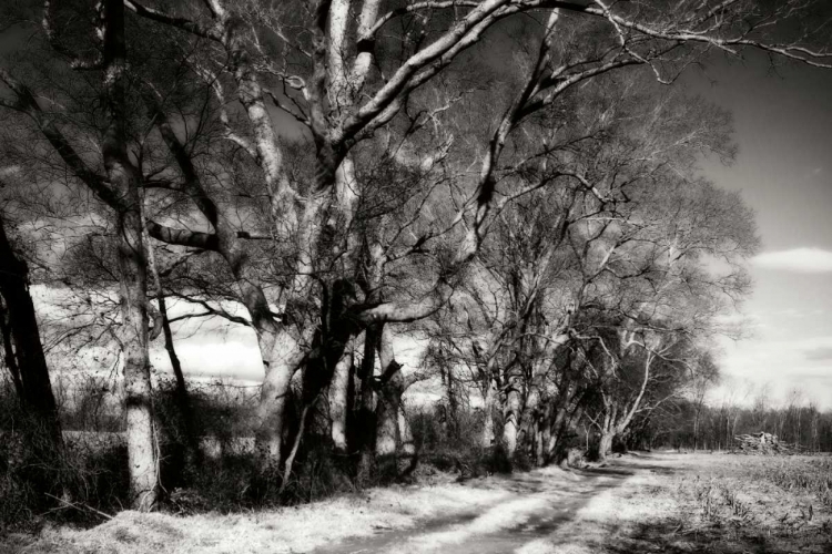 Picture of WINTER FIELDS I