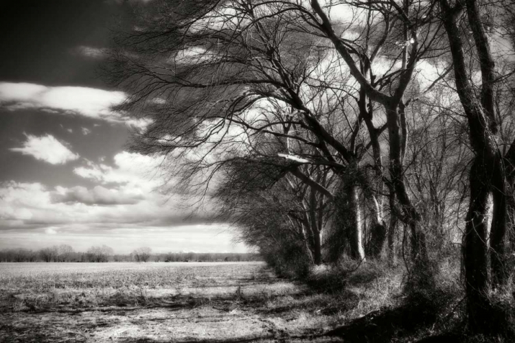 Picture of WINTER FIELDS II