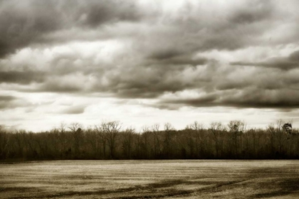 Picture of WINTER FIELDS IV