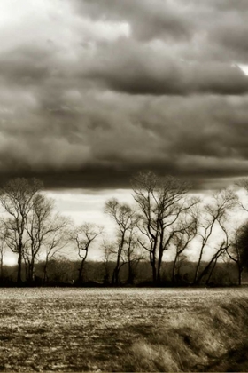 Picture of WINTER FIELDS V