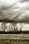 Picture of WINTER FIELDS VI