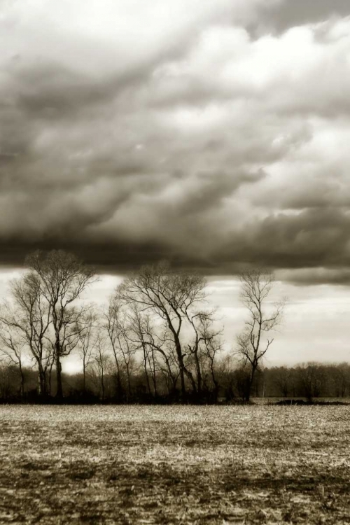 Picture of WINTER FIELDS VI