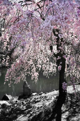 Picture of CHERRY TREE I