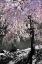 Picture of CHERRY TREE I