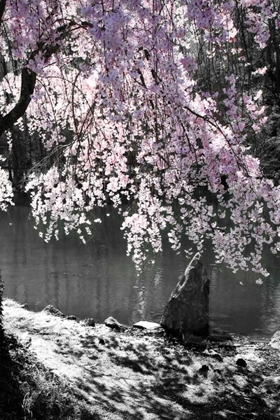 Picture of CHERRY TREE II