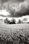Picture of STORMY SKIES I