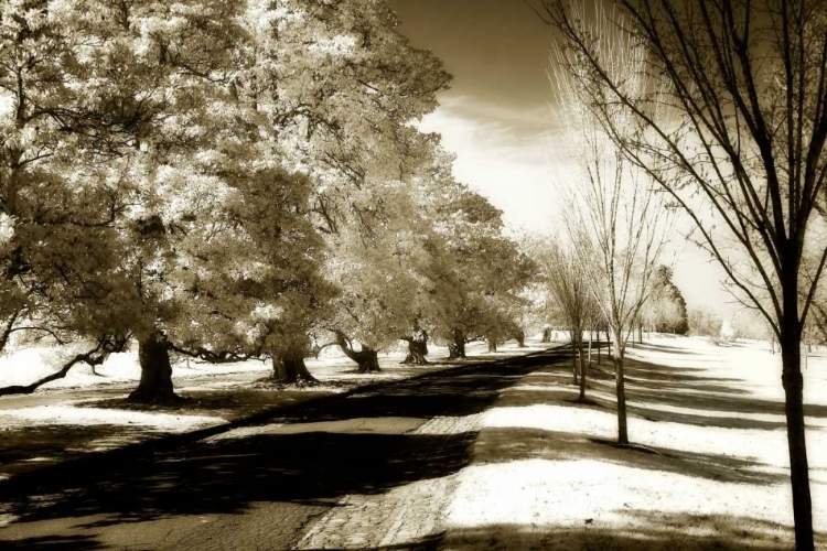 Picture of STATELY MAGNOLIAS I