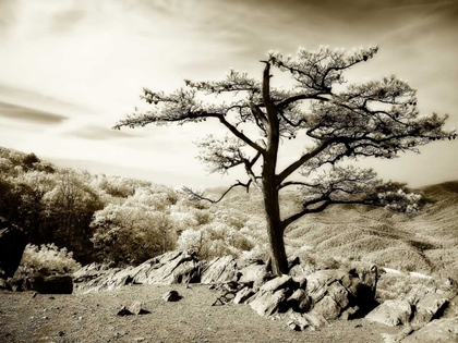 Picture of LONE PINE I
