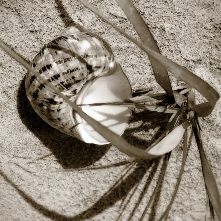 Picture of SEASHELLS III