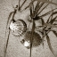 Picture of SEASHELLS IV