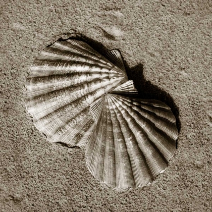 Picture of SEASHELLS V