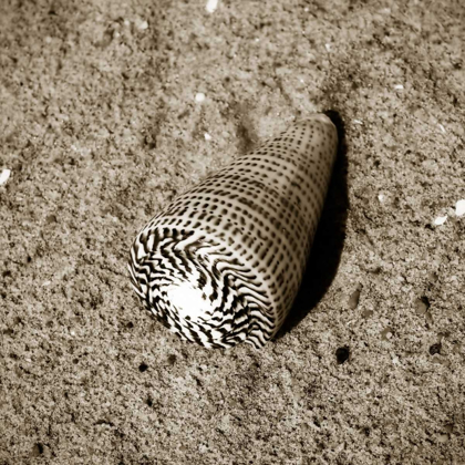 Picture of SEASHELLS VI