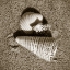 Picture of SEASHELLS VII