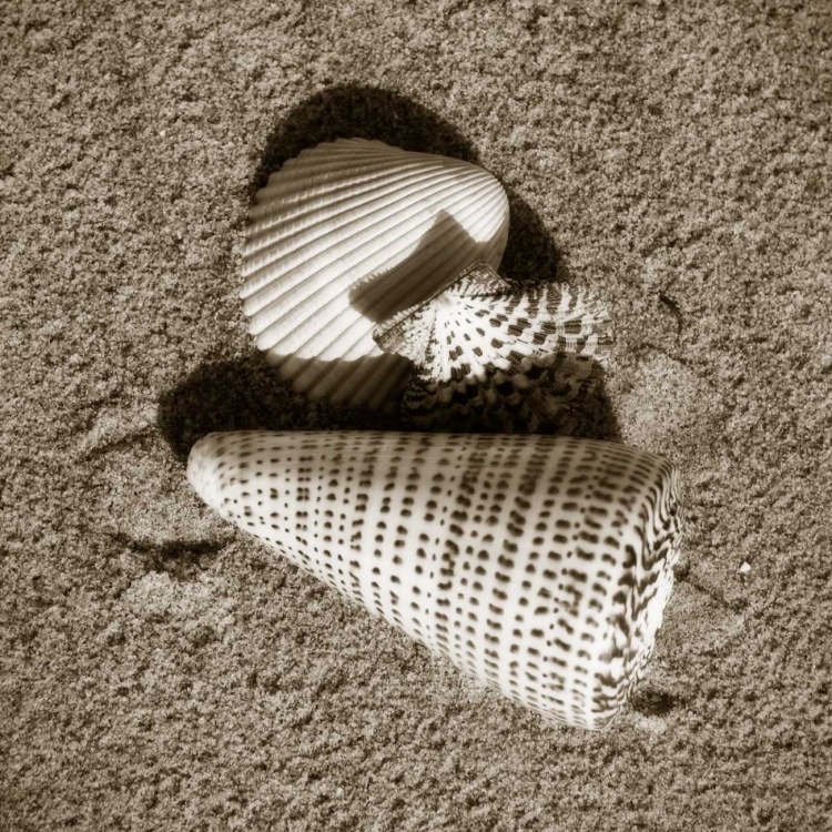 Picture of SEASHELLS VII