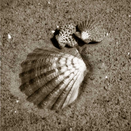 Picture of SEASHELLS VIII