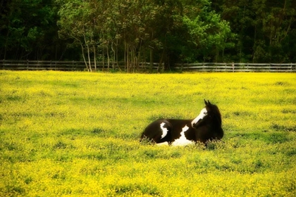 Picture of BLACK PINTO I