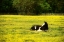 Picture of BLACK PINTO I