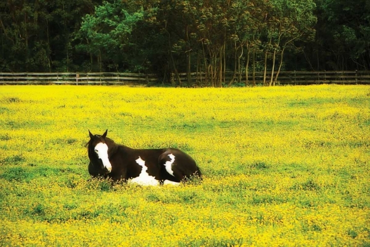 Picture of BLACK PINTO II