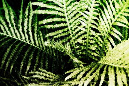 Picture of TROPICAL FOLIAGE II