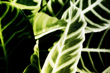 Picture of TROPICAL FOLIAGE III