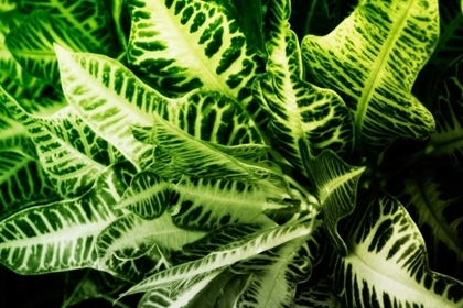 Picture of TROPICAL FOLIAGE IV