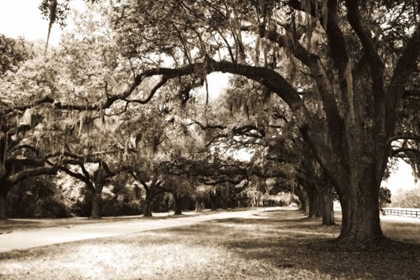 Picture of CHARLESTON OAKS 9 SEPIA