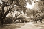 Picture of CHARLESTON OAKS 10 SEPIA