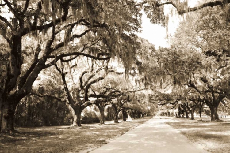 Picture of CHARLESTON OAKS 10 SEPIA