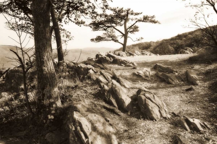 Picture of STONEY RIDGE II SEPIA