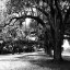 Picture of CHARLESTON OAKS SQ IX