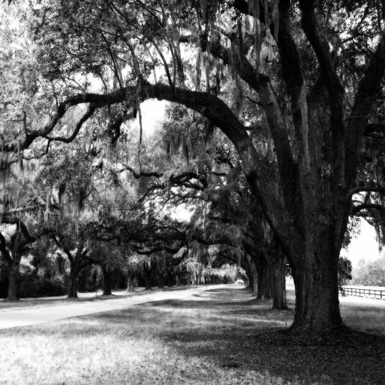 Picture of CHARLESTON OAKS SQ IX