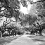 Picture of CHARLESTON OAKS SQ. X