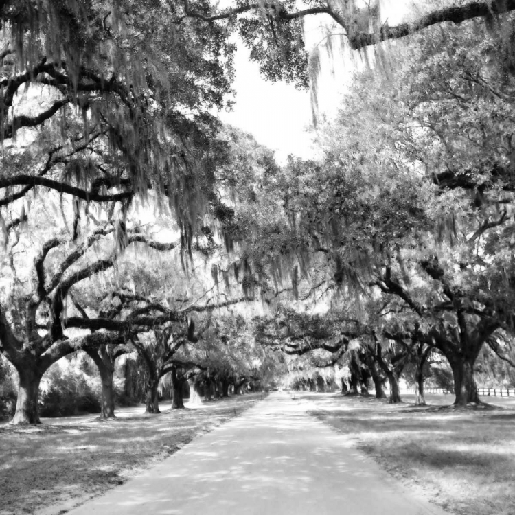 Picture of CHARLESTON OAKS SQ. X