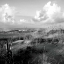 Picture of DUNES II SQ. BW
