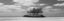 Picture of GAULDING CAY CONCH BW PANEL