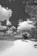 Picture of DEEP CREEK TREE BW