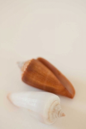 Picture of SHELL BY SHELL I