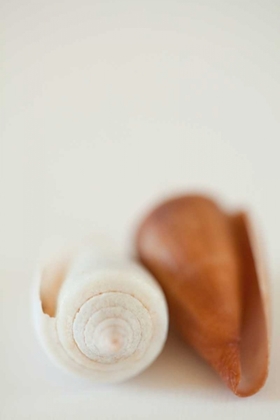 Picture of SHELL BY SHELL II