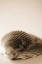 Picture of SHELL SYMMETRY I