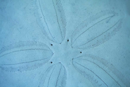Picture of SAND DOLLAR I