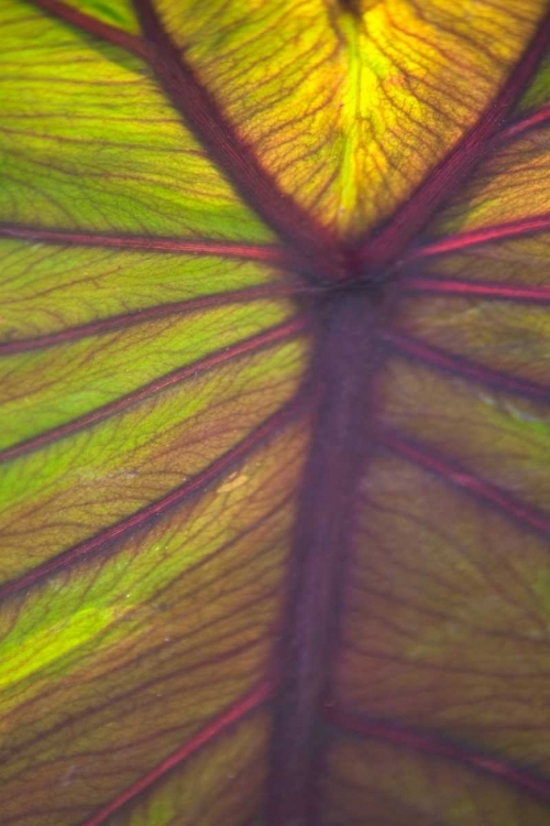 Picture of SUN IN THE LEAVES I