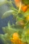 Picture of ABSTRACT VISION I