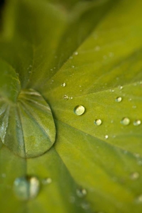 Picture of TROPICAL LEAVES I