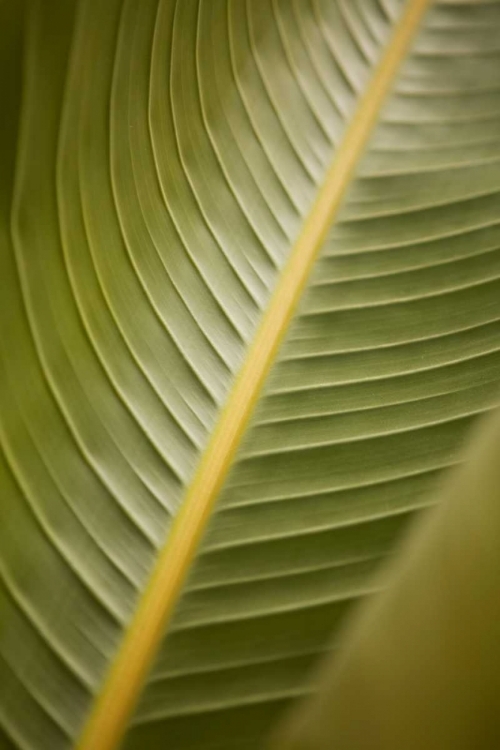 Picture of TROPICAL LEAVES II