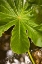 Picture of TROPICAL LEAVES IV