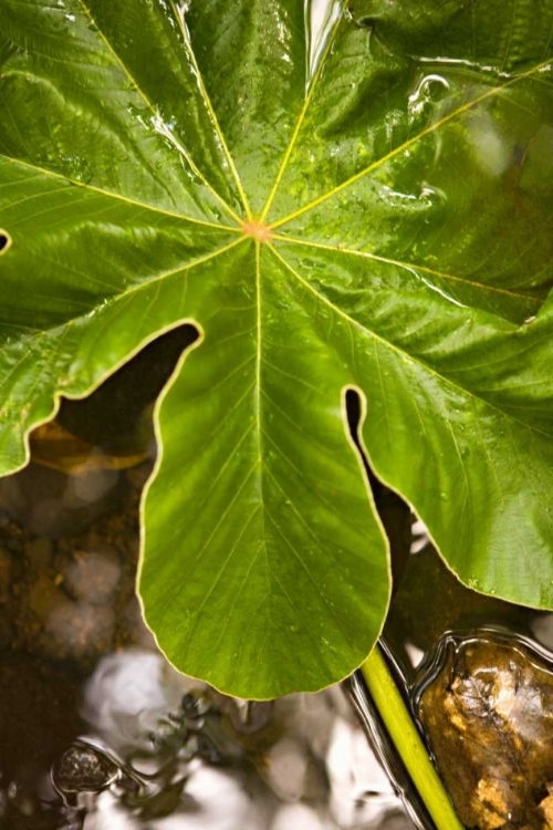 Picture of TROPICAL LEAVES IV