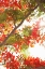 Picture of IN THE TREES II