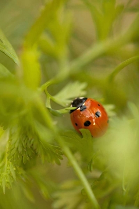 Picture of LADY BUG I