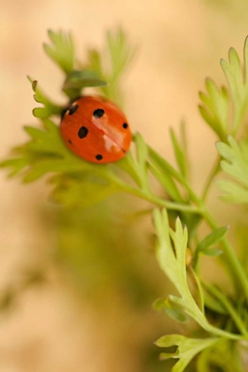 Picture of LADY BUG II
