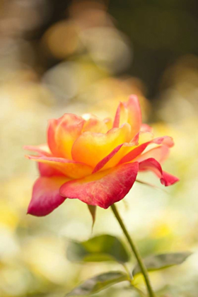 Picture of SERENE ROSE I